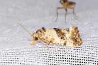 Neocochylis molliculana