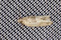 Crocidosema plebejana