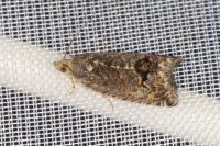 Cydia splendana