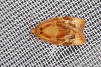 Ditula angustiorana
