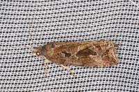 Endothenia quadrimaculana