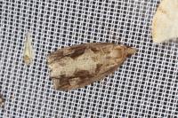Endothenia quadrimaculana