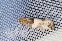 Gypsonoma aceriana