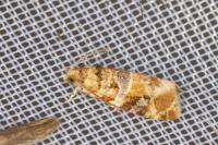 Lobesia botrana/reliquana
