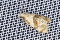 Phalonidia manniana
