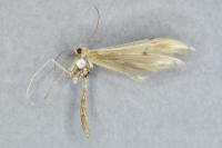 Hellinsia carphodactyla