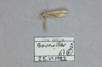 Hellinsia carphodactyla