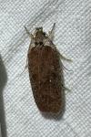 Agonopterix