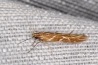 Pyroderces argyrogrammos