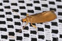 Crassa unitella