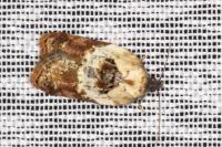 Acleris variegana