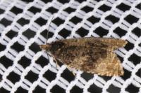 Orthotaenia undulana