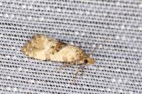 Neocochylis molliculana