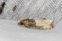 Notocelia roborana