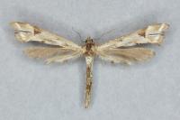 Platyptilia gonodactyla