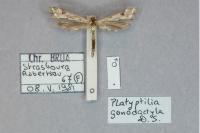 Platyptilia gonodactyla
