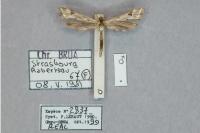 Platyptilia gonodactyla