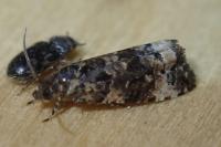 Endothenia marginana