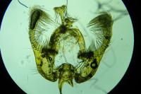 Endothenia marginana