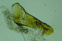 Endothenia marginana