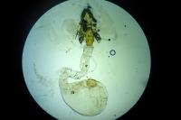 Acleris hastiana