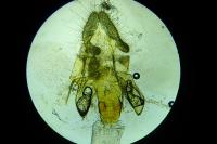 Acleris hastiana