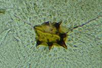 Acleris hastiana