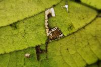 Stigmella tiliae