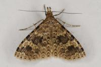 Alucita hexadactyla