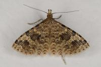Alucita hexadactyla