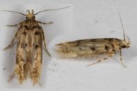 Bryotropha domestica