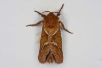 Triodia sylvina