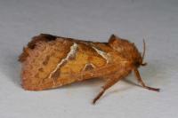 Triodia sylvina