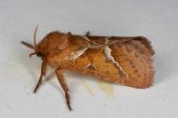 Triodia sylvina
