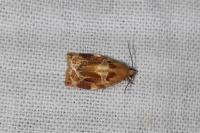 Archips xylosteana