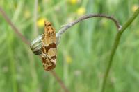 Aethes hartmanniana