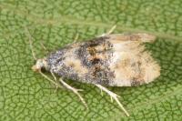 Cochylis nana