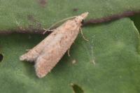 Acroclita subsequana