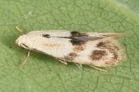 Elachista maculicerusella