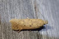 Bryotropha terrella
