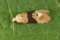 Eupoecilia ambiguella