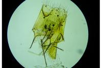 Bryotropha terrella