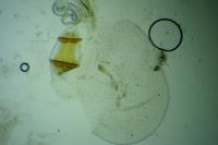 Bryotropha terrella