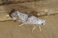 Swammerdamia caesiella