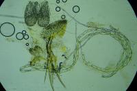 Swammerdamia caesiella