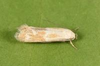 Elachista anserinella