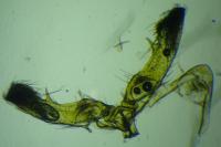 Cydia coniferana