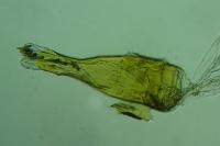 Cydia coniferana