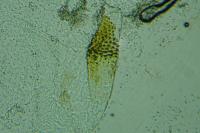 Eurodachtha siculella