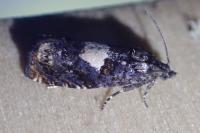 Epiblema cirsiana